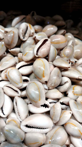Cangkang Kerang: Kerajinan, Dekorasi, dan Mainan