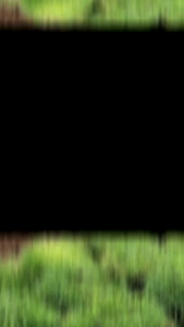 Rumput Peking Rumput Jepang 1m rumput/30 lempeng rumput