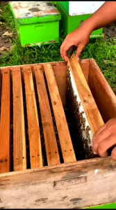 Paket Hemat 100 dapat 3 Botol 350 gram Madu Murni Asli Nektar Bunga Randu