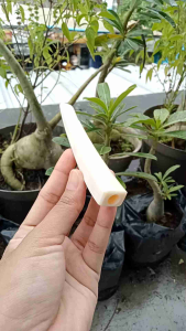 once pipa tulang sapi model kotak super A28