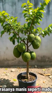 BIBIT POHON SIRSAK MADU SUPER 🌱 Mempunyai Buah Jumbo Dan Rasa Manis Lumer Bibit Hasil Okulasi Sehingga Cepat Berbuahh Pendek Di Pot