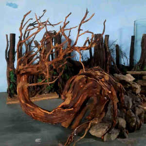 BONSAI AQUASCAPE UNTUK HIASAN AQUARIUM.