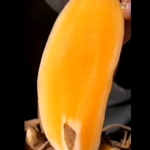 Củ khoai sâm đất làm giống 1 củ(1 củ từ 6 đến 8 nhánh )