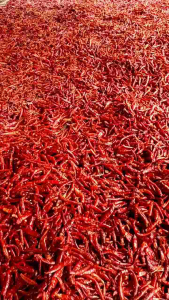 (500grm) CABE RAWIT TEJA IMFOR KERING TANPA TANGKAI KUALITAS SUPER PEDAS