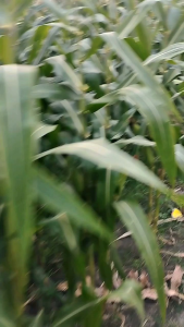 REPACK BENIH JAGUNG HIBRIDA NK 212 PERKASA SUMO DIKEMAS POLOSAN 1KG DI KEMAS POLOS 1KG