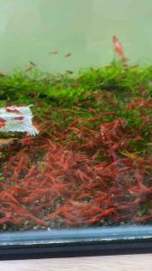 5 +3(DOA) sakura neocaridina shrimp 1.2-1.5cm