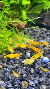100ml ubat mengawan tonic shrimp merangsang untuk bertelur miqashrimpy