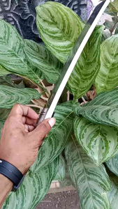 Coper Desain Khas Jawa & Coper Tradisional Jawa: Coper Cacah Asli Jawa Timur