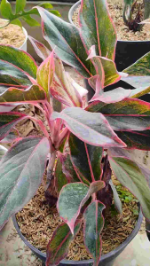 Aglonema Red Lipstick / 红口红粗肋草 / Lipstik Merah / लाल लिपस्टिक पौधा – Colorful Air Purifying Easy Care Indoor Beauty