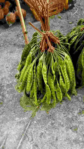 Pete / Peuteuy Fresh 10 Lonjor Siap Konsumsi