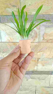 Sagittaria subulata Tanaman Aquascape Media Pot
