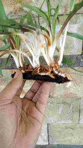 Cryptocoryne spiralis Tanaman Aquascape Media Lempeng Pakis