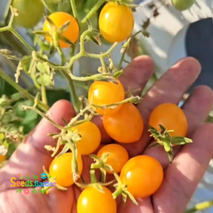 10 BUTIR BIJI BENIH TANAMAN TOMAT CHERRY ILDI