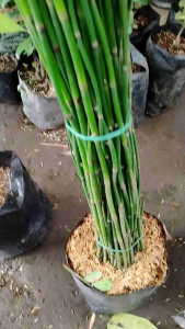 Water Bamboo / 水竹 / Buluh Air / जल बांस – Equisetum Hyemale Singapore – Air Purifying Fast Growing Easy Care Minimal Maintenance Elegant Look – LIVE PLANT