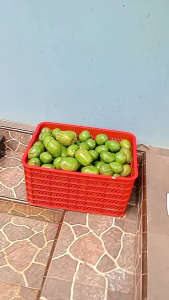 Kedondong Bangkok 1kg Seger Kriuk