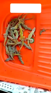 Racco racun cicak dan kecoa no1. Racun ampuh basmi cicak dan kecoa tanpa ampun rumah jadi bersih dan hygiene