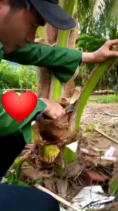 Bộ đôi Dao rửa dừa 3 tấc và 2 tấc vệ sinh thân cây dừa sắc bén tiện lợi