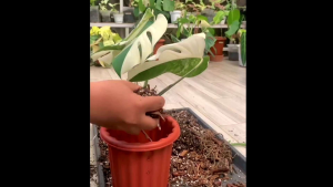 intan flora tani-media tanam super lengkap siap pakai sudah di fermentasi
