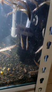 Grey Banded Loach//Ornamental fish/Freshwater/Readystock