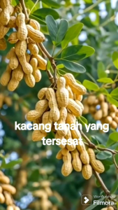 Bibit Kacacang Pohon Super🌱 Hasil Okulasi Dijamin Berbuah Rimbun Bisa Ditanam Dan Berbuah Dalam Pot Atau Buat Hiasan Rumah & Kacang ini Bisa Dimakan ya.silakan Di Order Bisa (COD) Kirim Seluruh Indonesia