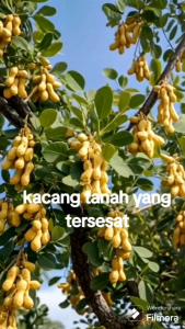 Bibit Kacacang Pohon Super🌱 Hasil Okulasi Dijamin Berbuah Rimbun Bisa Ditanam Dan Berbuah Dalam Pot Atau Buat Hiasan Rumah & Kacang ini Bisa Dimakan ya(COD) Seluruh Indonesia