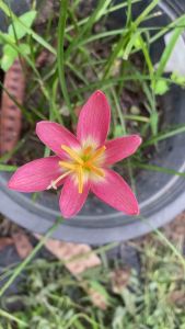 string(78) "G.หัวดอกบัวดิน 5 บาท ราคาพิเศษ หัวละ หมอน หวาน หมอน หัวดิน Pink Yellow