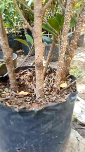 Kimeng Bahan Bonsai UK Jari Kelingking