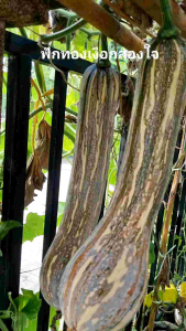 เมล็ดพันธุ์ฟักทองเงือกสองใจ 15+3 เมล็ด