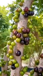 Bibit Tanaman Buah Anggur Brazil Sabara Super | Bibit Anggur Batang Jaboticaba Vr. Sabara