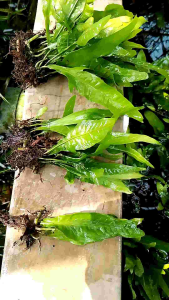 tanaman aquascape kadaka java fern hiasan aquarium