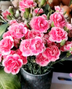 (KEMASAN PREMIUM) BIJI | BENIH BUNGA CARNATION PINK