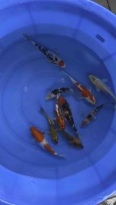 Japan koi local breed 5/6” high grade 10pcs Christmas Special Selection Set “B” at 1288 + shipping 50