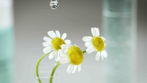 Nước tẩy trang dr cori bio repair cleansing water