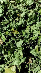 Daun pegagan merah kering asli 150 gram daun tanpa batang