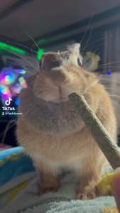 หญ้าอัดแท่งพรีเมี่ยม ทิมโมธี หญ้าโอ๊ต บีทรูท ออแกนิค บรรจุถุงซิปล็อค 24 แท่ง - บรรจุถูก