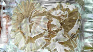 ปลาวงจิ๋วพิเศษ เหมาะสำหรับรับประทาน 1 มื้อ อาหารทะเลแปรรูป INTERShop