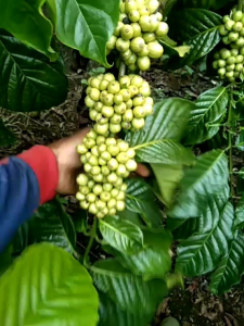 entres 7 macam klon unggulan