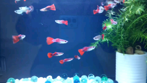 5 pairs of colourful guppy