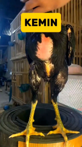 Kemin Kaki Getah Gambir Sisik Kaki Ayam Extra Keras