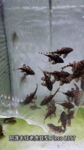 Pleco L 397 /Freshwater /Pleco Series 阿莲卡红老虎异型 (Sin Quan Aquaculture Enterprise)