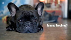 Advanced Pet Multivitamin – Wellness Formula