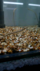 Freshwater Pipefish/Ornamental fish/Freshwater/Readystock