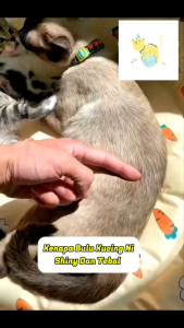 MeowMau 20Billion CFU Pet Probiotic Powder 3gram perSachet / Cat Probiotic Shining Fur / Pet Supplements 益生菌 Kucing Probiotik