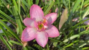 010.หัวดอกบัวดิน แพรพรรณราย หัวละ 50 บาท