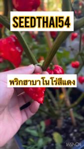 เมล็ดพริกฮาบาเนโร่ (Habanero): พริกที่มีความเผ็ดจัด ระดับ 100,000-400,000 Scoville