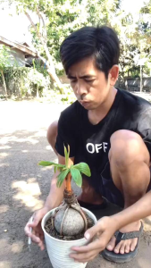 Pisau Sayat Okulasi Bonsai 13 in1: Alat Potong Bonsai Berkualitas