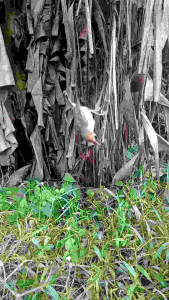 Jaring Burung Ciblek 10 m jaring ciblek siap pakai jaring burung kecil jaring pleci jaring burung kolibri jaring ciblek gunung ciblek sawah jaring burung murah unik jaring hitam jaring instan jaring Burung 1 kantong