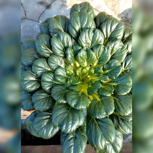 BIJI BENIH SAYURAN SAWI PAGODA/TA KE CAI