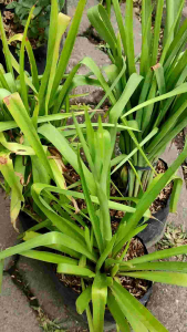 Tuberose (Polianthes tuberosa) -  - Pokok Sedap Malam - ट्यूबरोज़ फूल पौधा Tuberose Ornamental – Fragrant White Spikes Night-Blooming Elegance Aromatherapy Garden Plant Sacred & Decorative LIVE BULB/PLANT