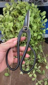 Kéo tỉa cành Oakasa nhật bãi thép đen